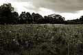 Picture Title - Sunflower field