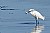 Snowy Egret Lunch