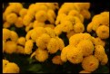 Picture Title - Yellow