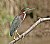 Green Heron