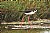 Black-Necked Stilt