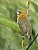 Prong-billed Barbet