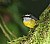 Bananaquit