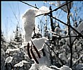 Picture Title - Catkins