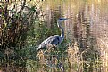 Picture Title - Great Blue Heron