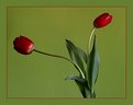 Picture Title - Tulips