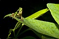 Picture Title - Eastern Dwarf Tree Frog