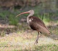 Picture Title - Immature White Ibis