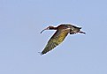 Picture Title - White-Faced Ibis