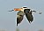 American Avocet