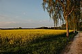 Picture Title - sunset over the fields