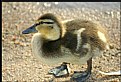 Picture Title - Baby Duck