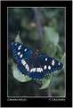 Picture Title - Limenitis reducta