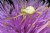 Crab Spider and Prey