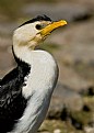 Picture Title - Little Pied Cormorant