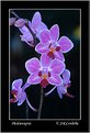 Picture Title - Phaleanopsis 2