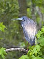 Picture Title - Tricolored Heron