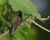 Black-bellied Hummingbird