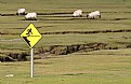 Picture Title - Sheep at work