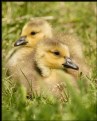 Picture Title - Goslings