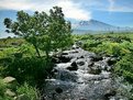 Picture Title - Spring torrent