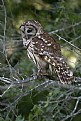 Picture Title - Barred Owl