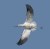 American Avocet