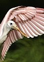 Picture Title - Roseate Spoonbill