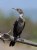 Olivaceous Cormorant