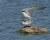 Terns Mating