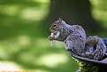 Picture Title - Squirrel Eating French Fry