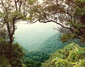 Picture Title - Floresta da Tijuca, Rio de Janeiro