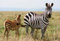 Picture Title - [ zebra ]