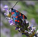 Picture Title - Butterfly on Lavender