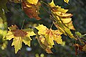 Picture Title - luce d'autunno