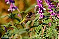 Picture Title - Lil' Red and Mexican Sage