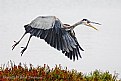 Picture Title - Great Blue Heron in Fog