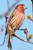 House Finch