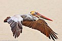 Picture Title - Brown Pelican