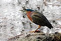 Picture Title - Green-Backed Heron