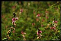 Picture Title - Mimosa Pudica