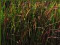 Picture Title - Grass