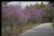 REDBUDS ALONG THE ROAD