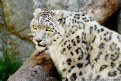 Picture Title - Snow Leopard 1Ds MkII