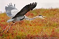 Picture Title - Blue Heron in the Fog     ...Moss Landing