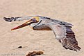 Picture Title - Brown Pelican