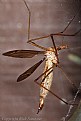 Picture Title - Crane Fly