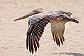 Picture Title - Brown Pelican....Carmel