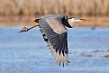 Picture Title - Great Blue Heron