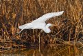 Picture Title - Great Egret